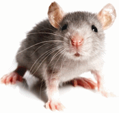 Мышь в пенополистироле